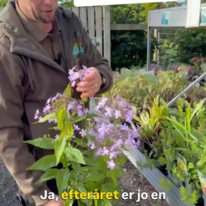 Opslagsbillede