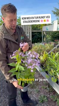Opslagsbillede