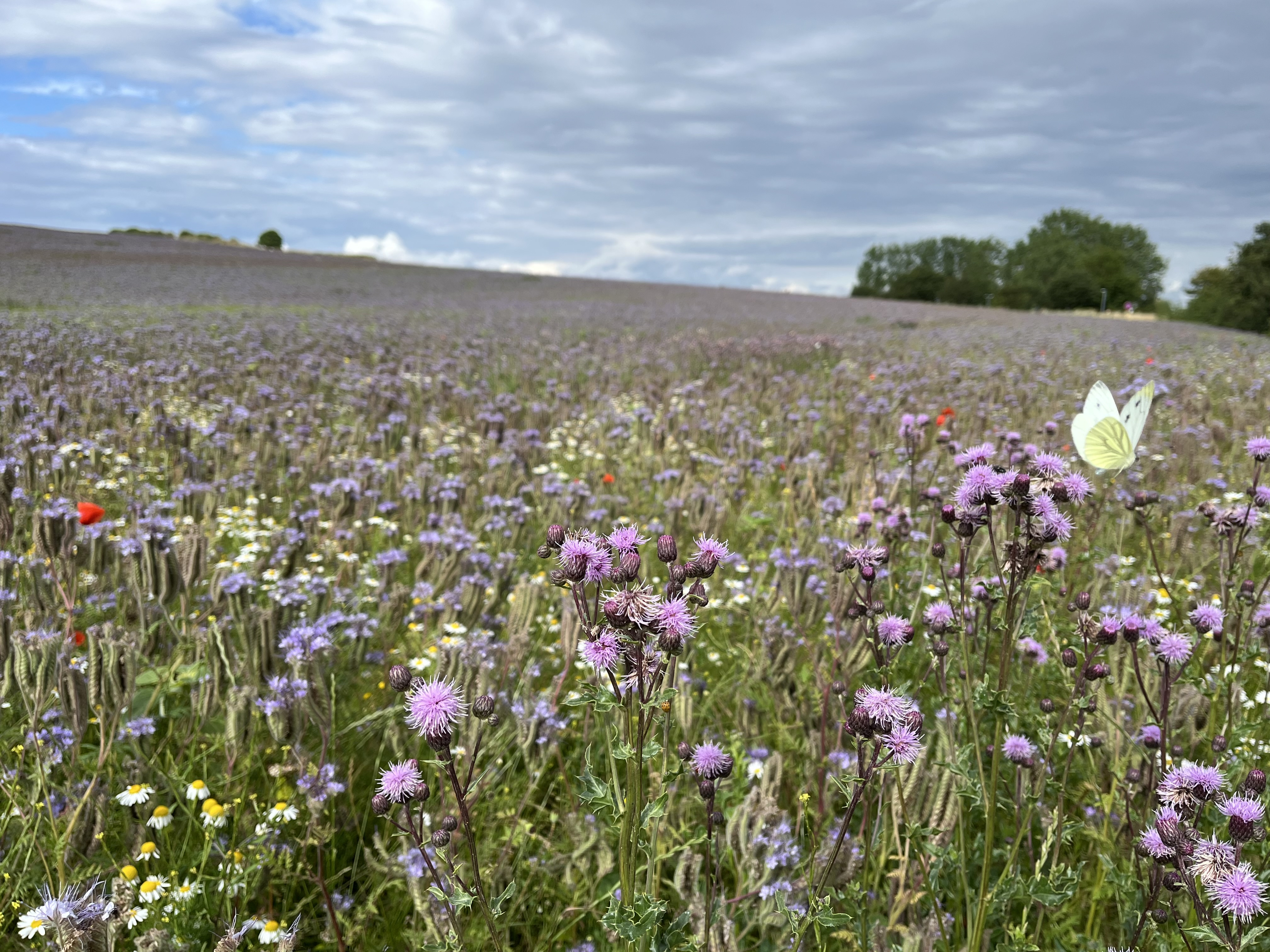 Slagelse Kommune indfører nye jordbrugsregler for at fremme biodiversitet og miljøbeskyttelse