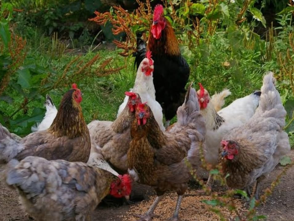 Asmild Plantecenter ApS inviterer til fjerkræudstilling med hygge og smagsoplevelser