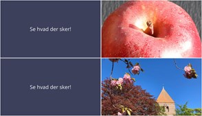 Oplev Stege denne weekend: Æblernes Dag og stemningsfuld fællessang