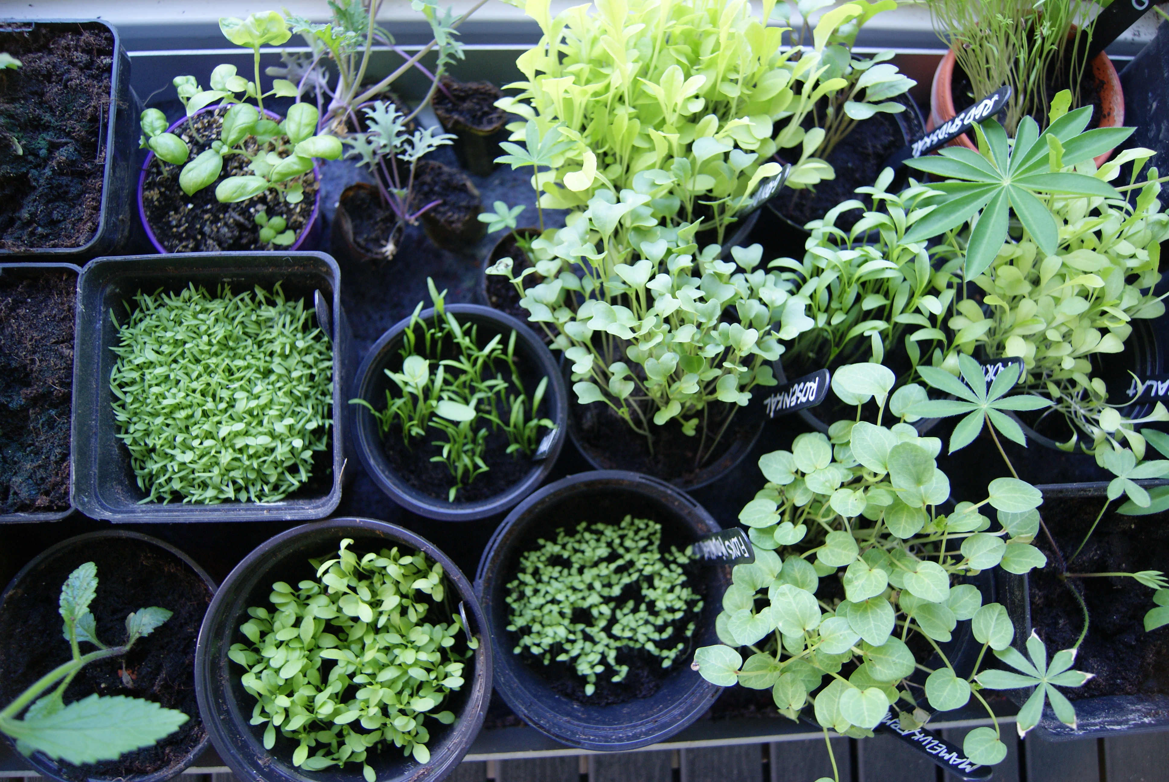 Lær at lave dine egne planter på Roskilde Tekniske Skole