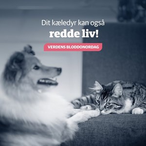 opslagsbillede