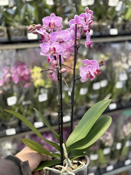 Midtjysk Gartnerhal tilbyder Phalaenopsis orkidéer til tilbudspris