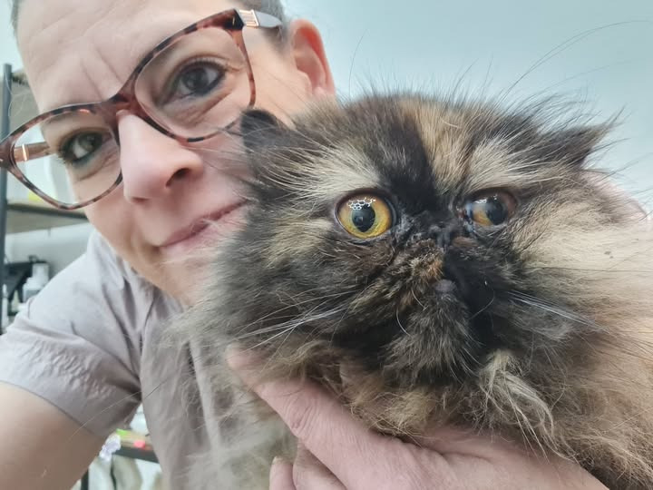 AH Hundesalon skaber en positiv oplevelse med en tålmodig hund i salonen