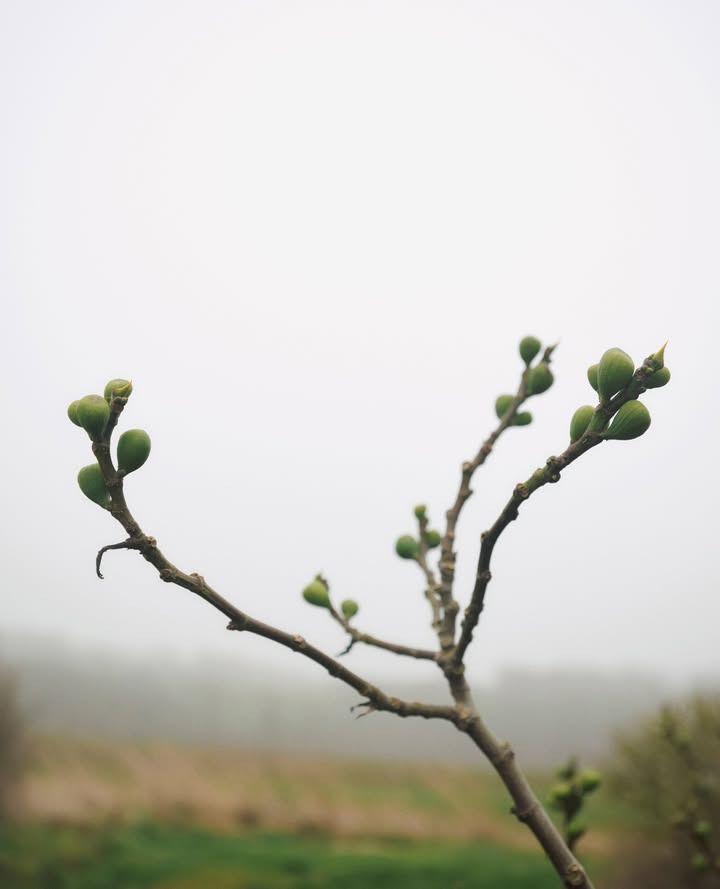 Zenz fremhæver naturlige og allergivenlige produkter med certificeringer som Svanemærket og AllergyCertified