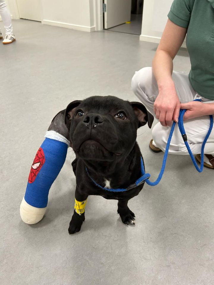 Monty gennemgår vellykket operation for benbrud på Dyrehospitalet Heden ApS