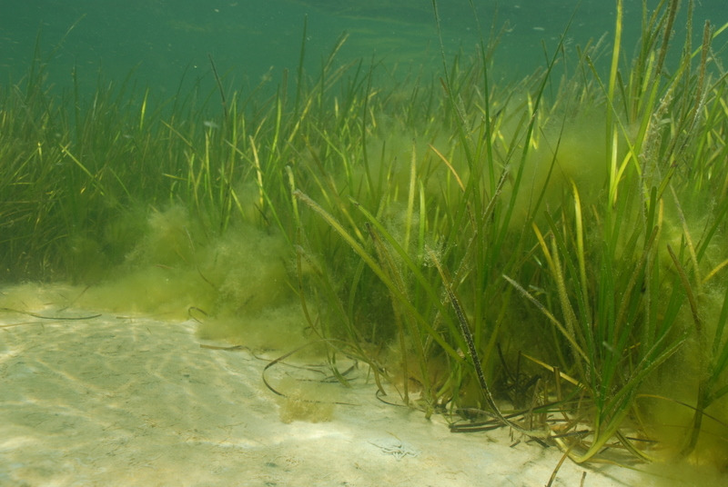 Foredrag om havmiljøets udfordringer i Øresundsakvariet