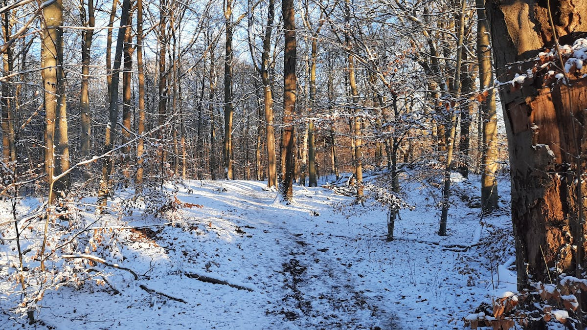 Oplev naturens ro med sansevandring ved Almind Sø