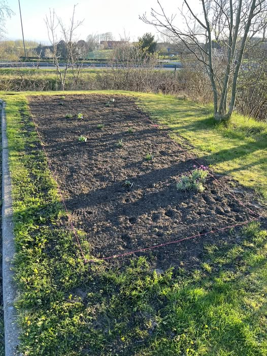 Rema 1000 Aalborg Stenbjergvej skaber blomsterparadis for sommerfugle og bier