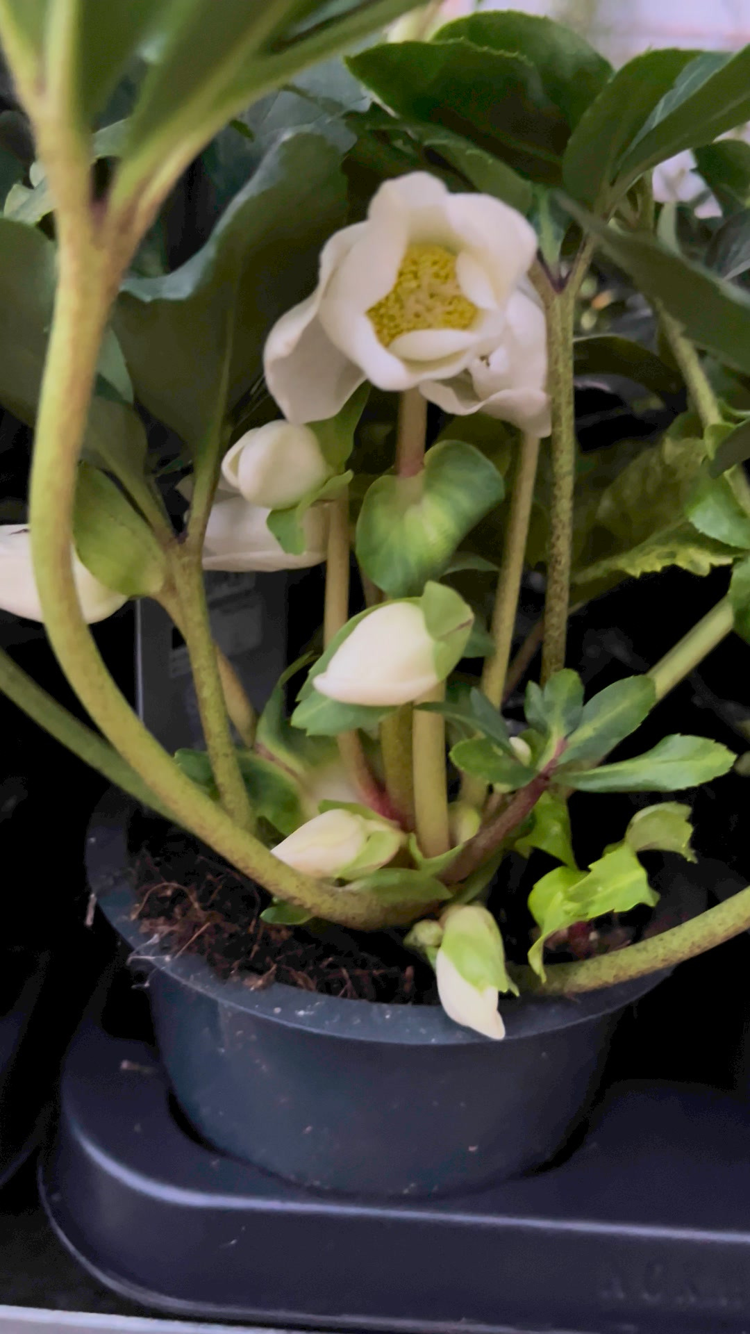 Midtjysk Blomstermarked fejrer ankomst af hvide juleroser med stærkt tilbud