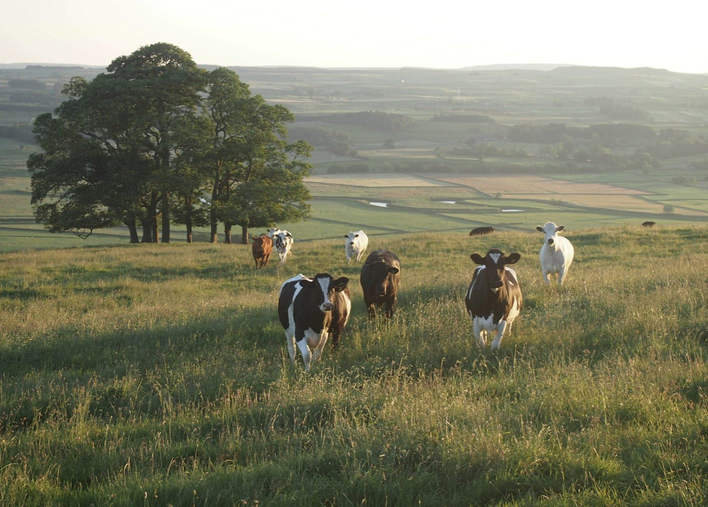Lystrup har en kogræsserforening