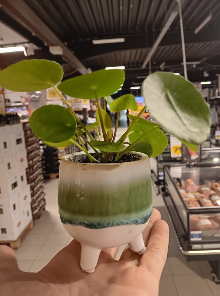 Løvbjerg Frederikshavn melder udsolgt af populært plante-tilbud