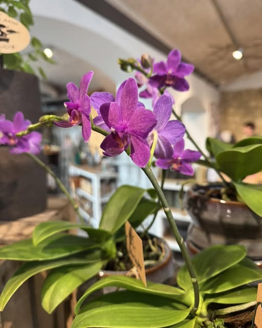 Fynbogården Blomster ApS har fået den smukkeste orkidee hjem
