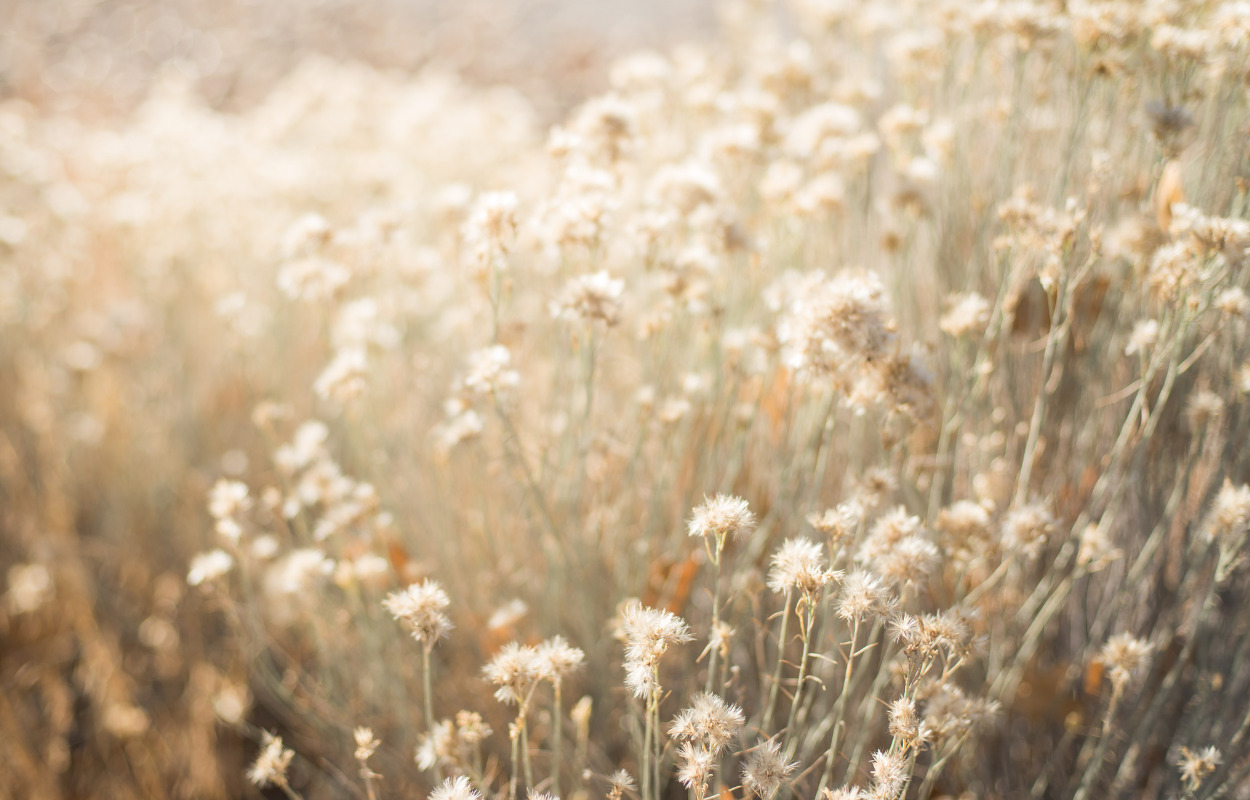 Få en gratis blomsterblanding til et fællesareal