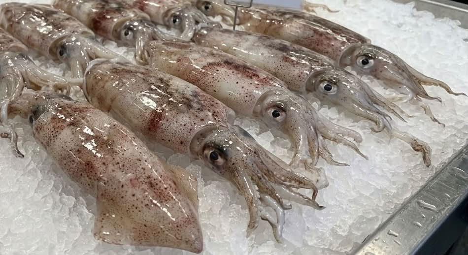 Havnens Fisk Øster Hurup tager imod bestillinger på friske blæksprutter til onsdag
