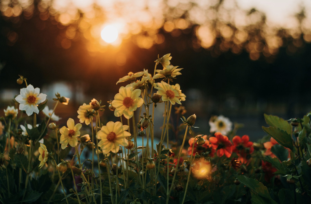 Hals Haveselskab plantemarked blev en stor succes