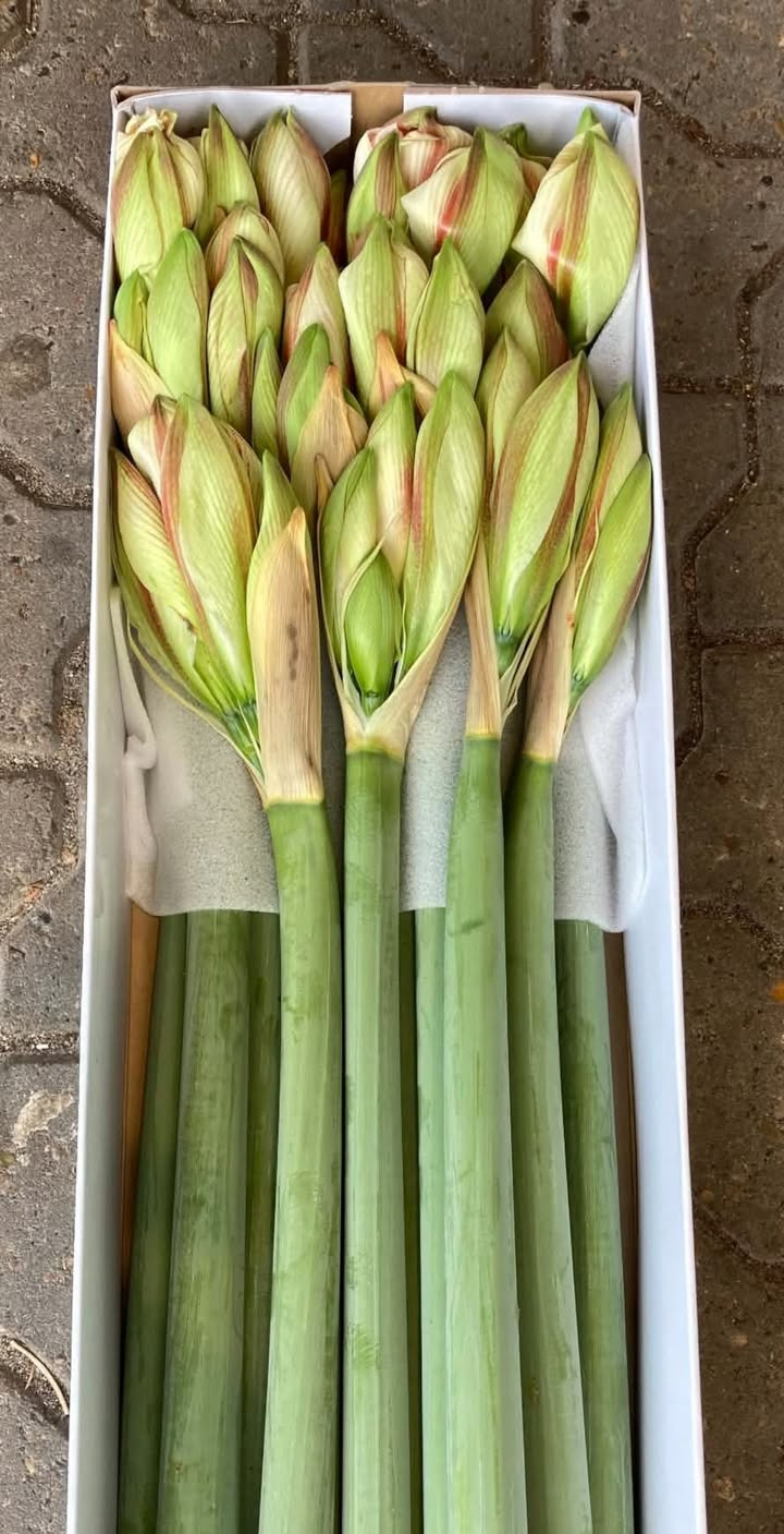 MIN KØBMAND I ASP sælger friske amaryllis til 20 kr.