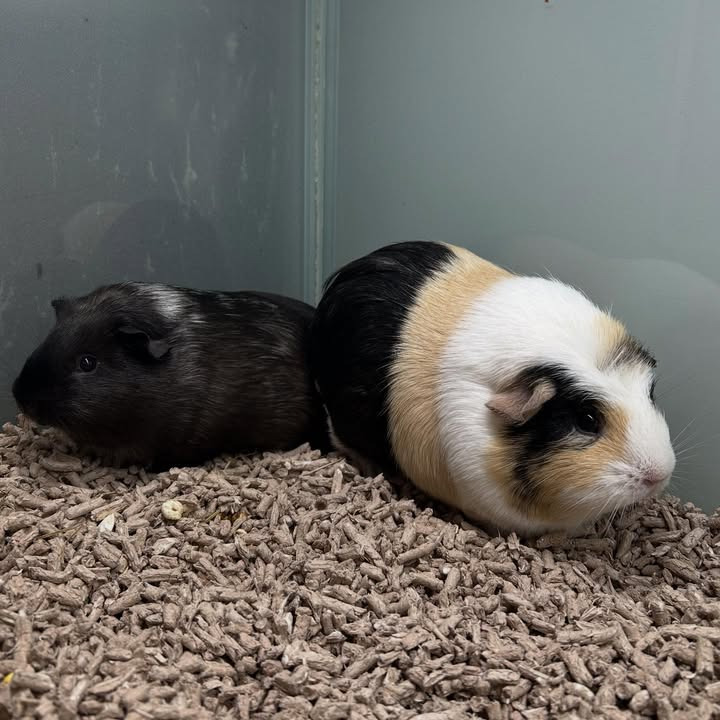 Camillas Dyrecenter har nye marsvin klar til adoption