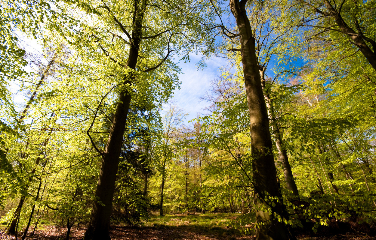 Monsterjagt med nomerne på Kjellerup Bibliotek