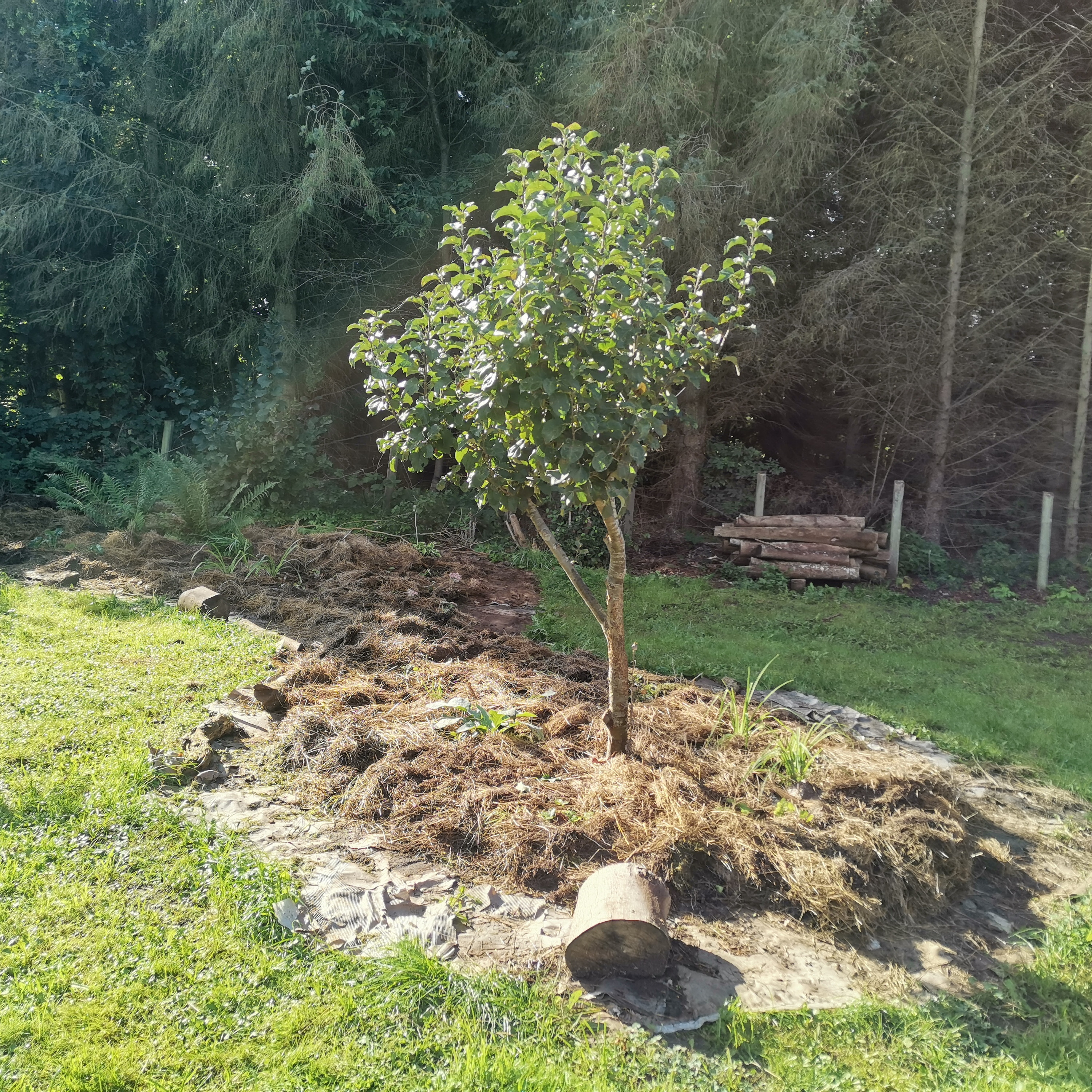 Lær at formere bærbuske i Svebølle