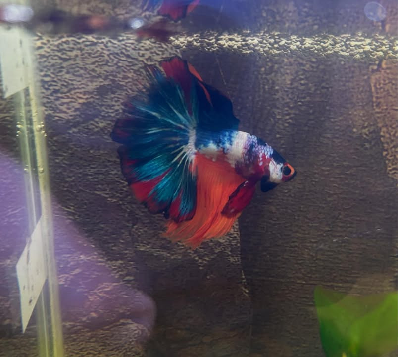 Camillas Dyrecenter præsenterer nye fiskearter og opfyldte akvarier