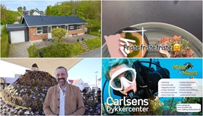 Nyt fra Pingvin ApS, Mæglerhuset Aalborg, Fokus Folkeoplysning og 1 anden