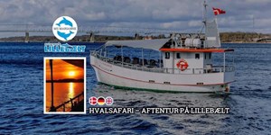 Oplev hvalsafari og smukke aftenture med M/S Marianne i Middelfart