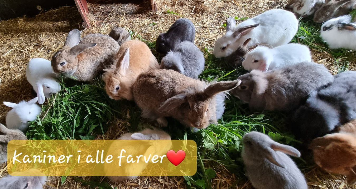 Opslagstavlen: Nyeste opdateringer fra Sæby