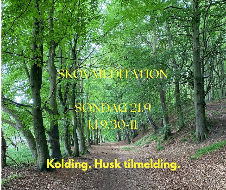 Skovmeditation i Kolding bringer indre fred