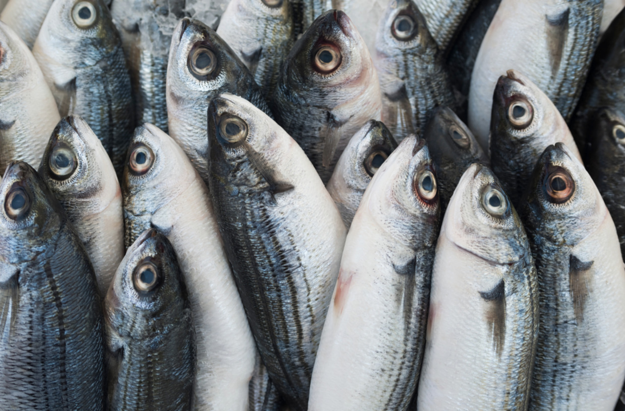 IHN virussen er nu under kontrol igen