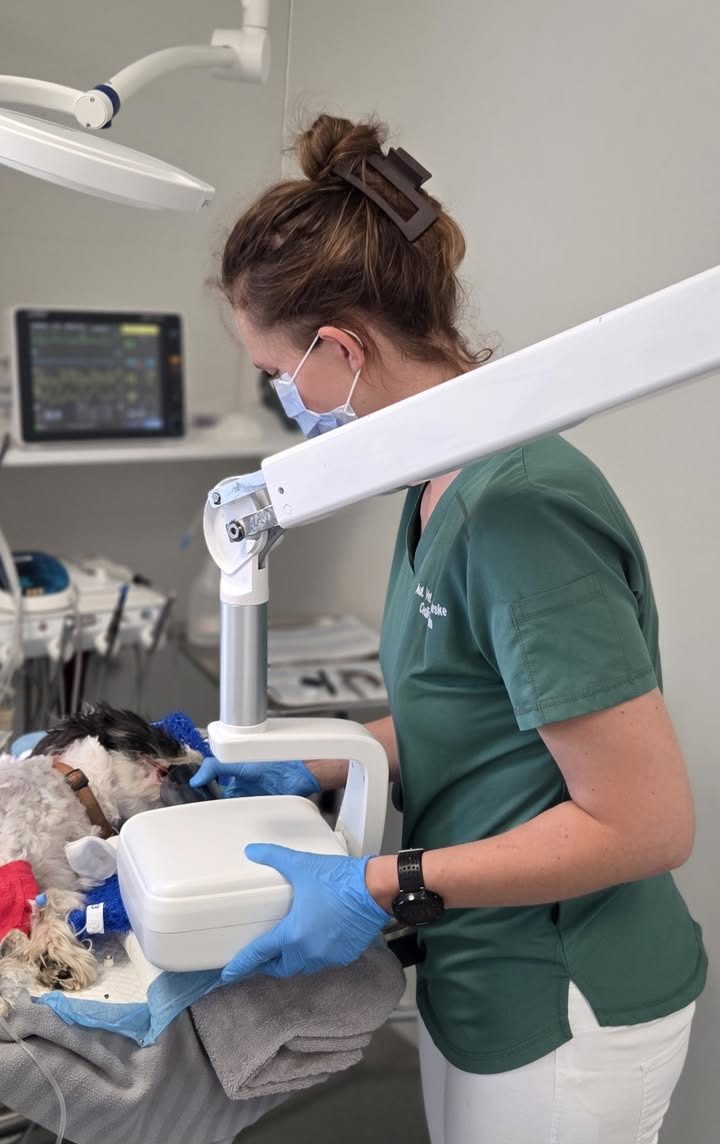 Fordele ved tandrøntgen til din hund eller kat hos Dyrehospitalet Heden ApS