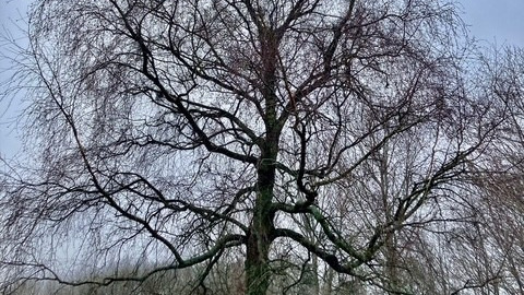 Fældning og beskæring af træer og buske med hjælp fra JK Anlæg ApS