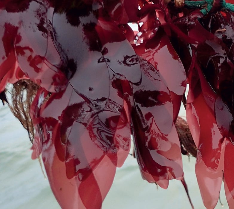 Oplev Mors: Sanketur og aftensejlads på Limfjorden