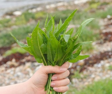 Oplev naturens spisekammer i Aalborg med professionelle sankere