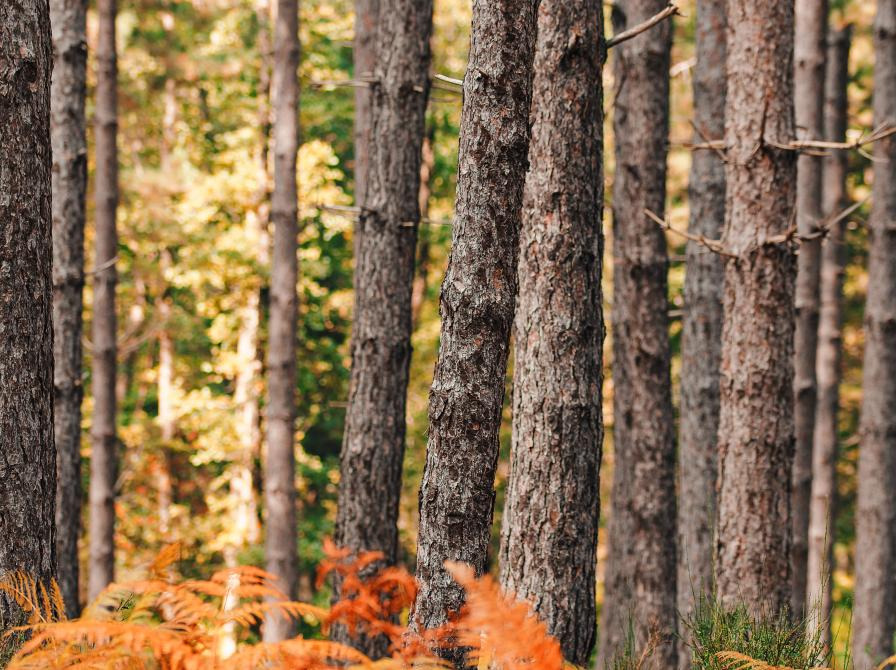 Oplev venskabets kraft med gåtur og oplæsning i Folkeparken