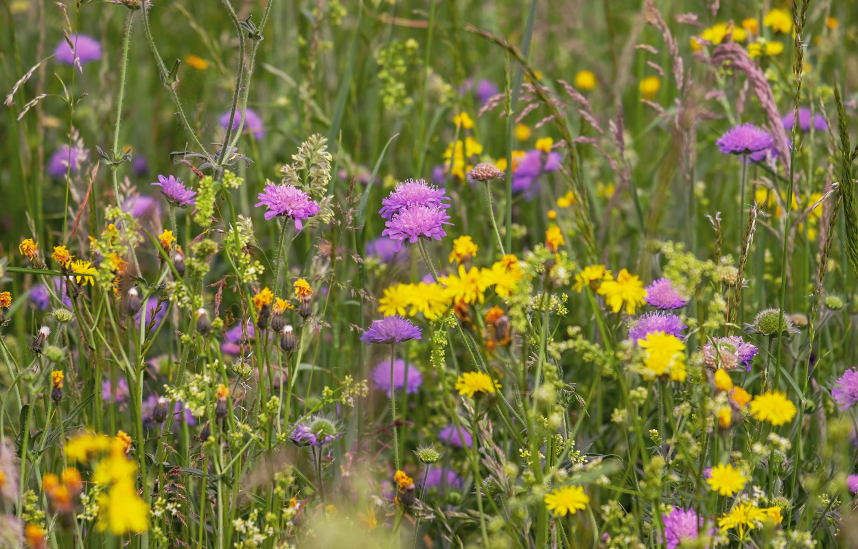 Tag med til De Vilde Blomsters Dag i Hjørring Bjerge 
