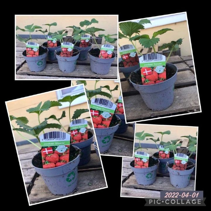 En finger på pulsen i Silkeborg