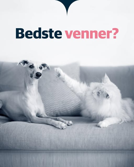 AniCura Aalborg opfordrer til at dele særlige øjeblikke mellem katte og hunde