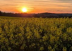 Åbningsfest på Jensen Jordbær Gårdbutik: Fadøl, smagsprøver og nye butikker på trods af manglende jordbær og kartofler