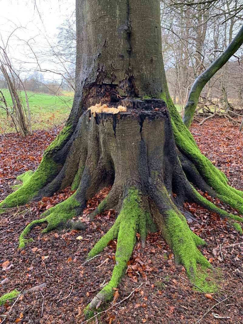 Oplev naturens skønhed i Jeksendalen og Adslev Skov