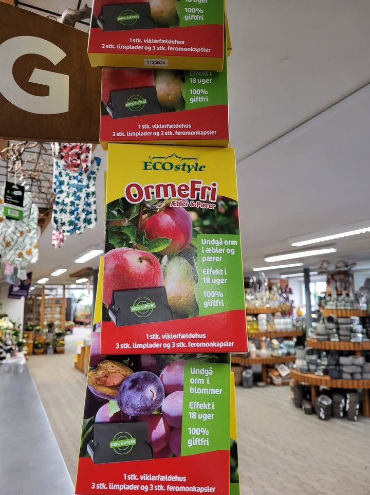 Asmild Plantecenter ApS rådgiver: Hæng viklefælder op i frugtræerne inden udspring