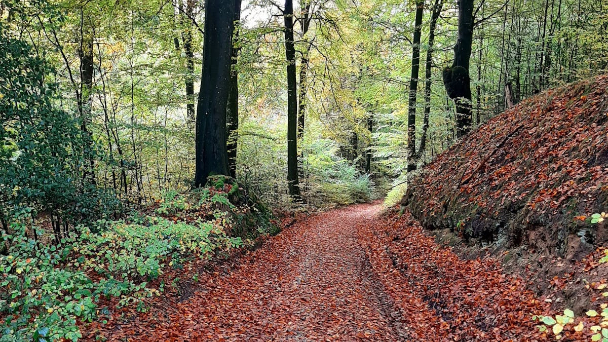 Oplev naturens ro med sansevandring ved Almind Sø