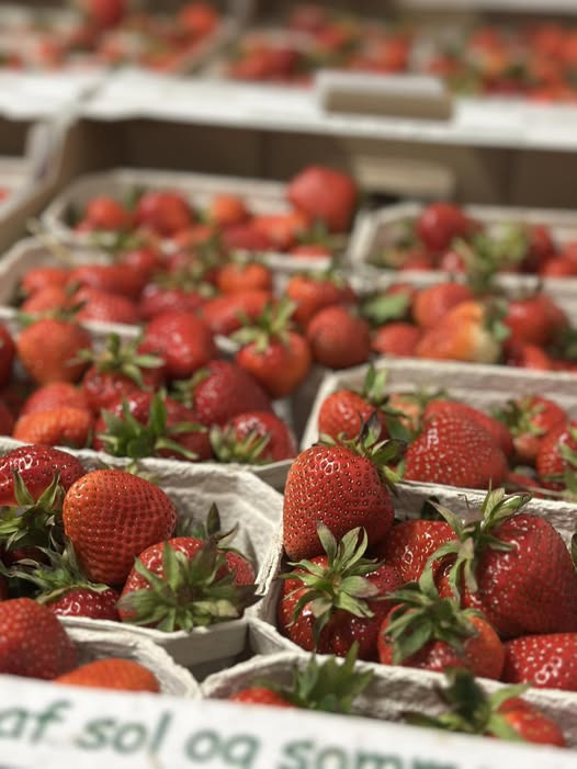 Friske danske jordbær fra Midtjydsk Gartnerhal nu tilgængelige