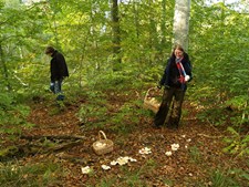 Svampetur og smagsoplevelse i Sonnerup Skov