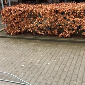 Opslagsbillede
