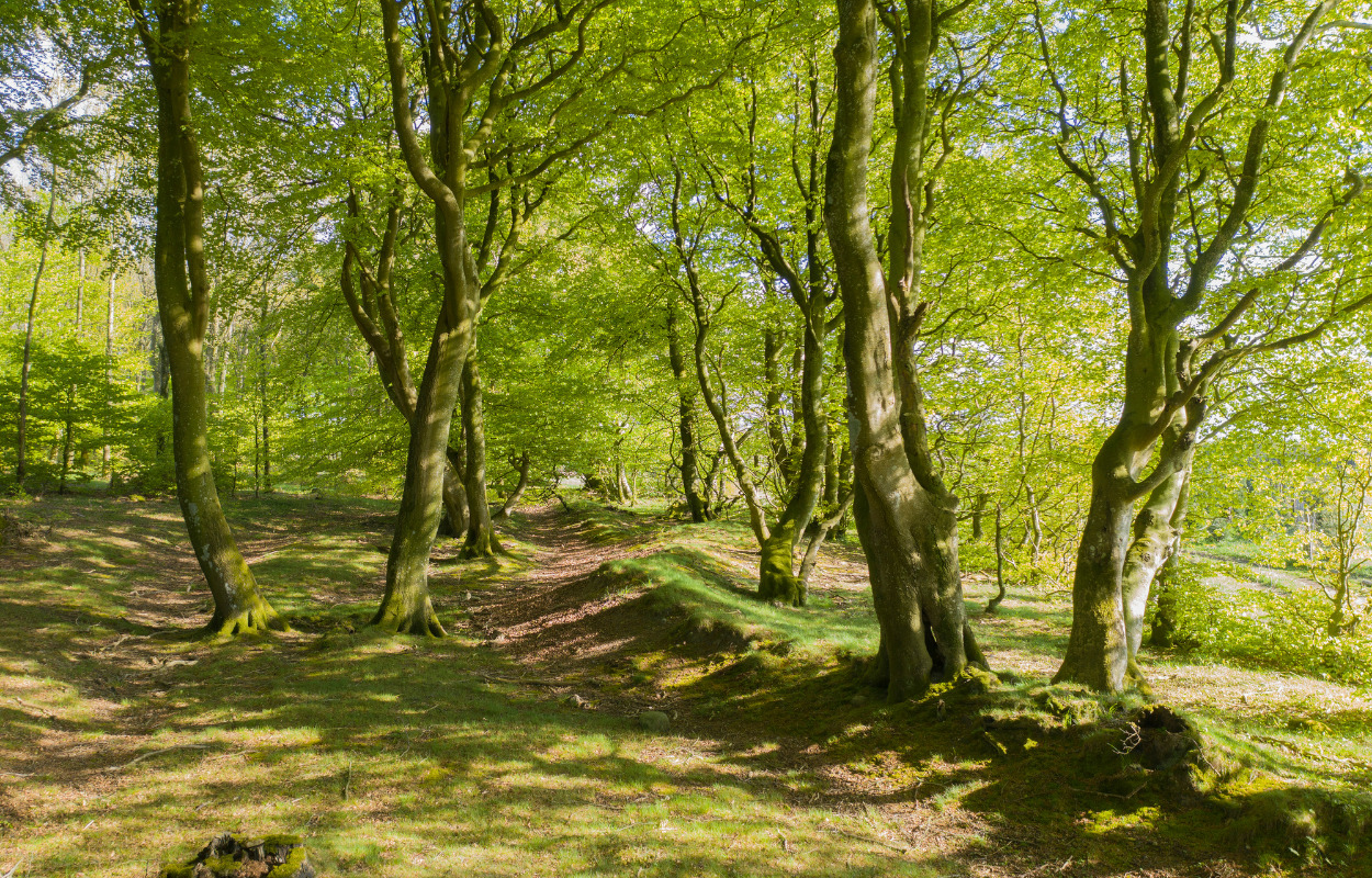 Brønderslev Kommune sætter ind: Kommunen skal være mere vild