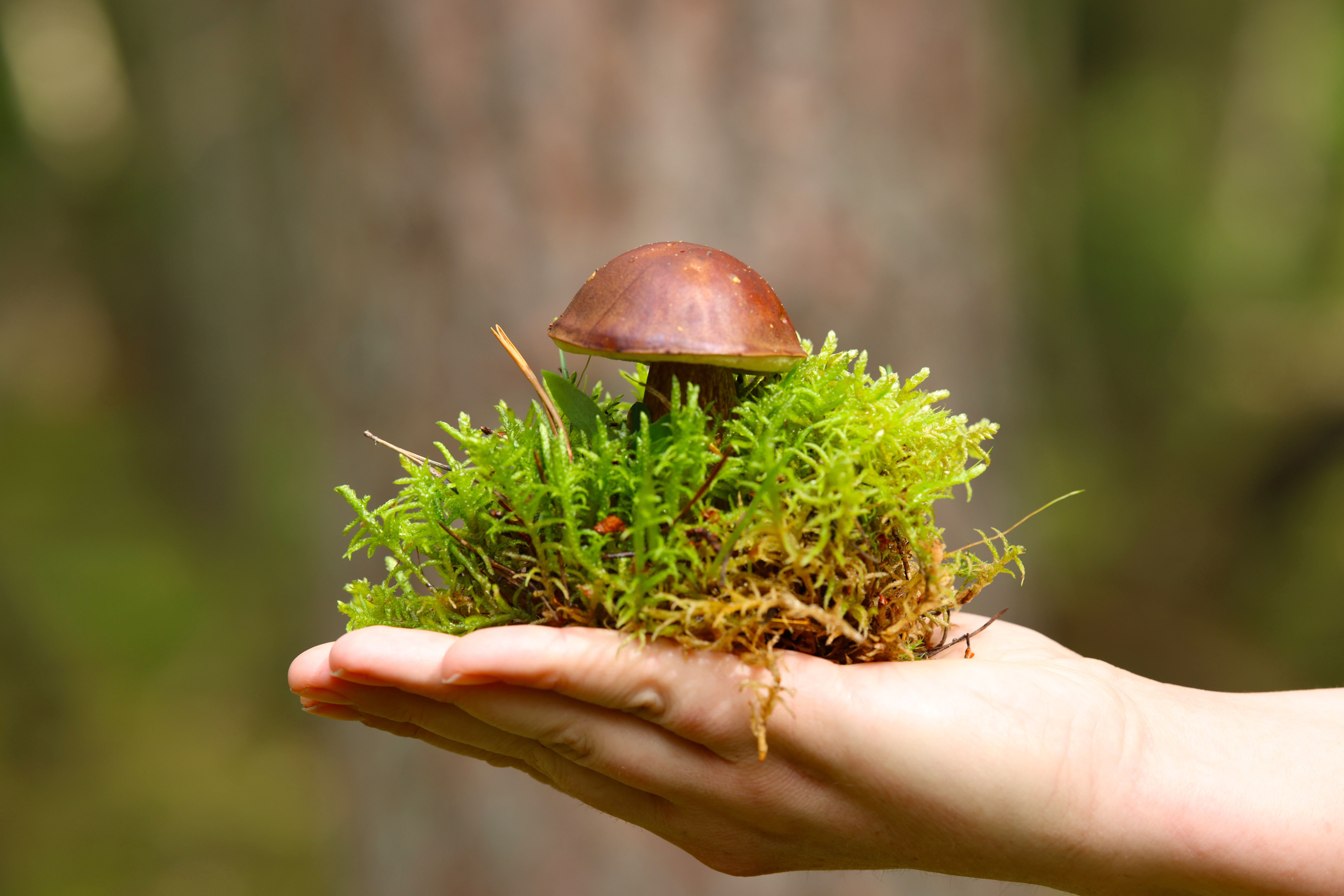 Guidet svampetur ved Gurre Sø: Lær at finde vilde spiselige svampe