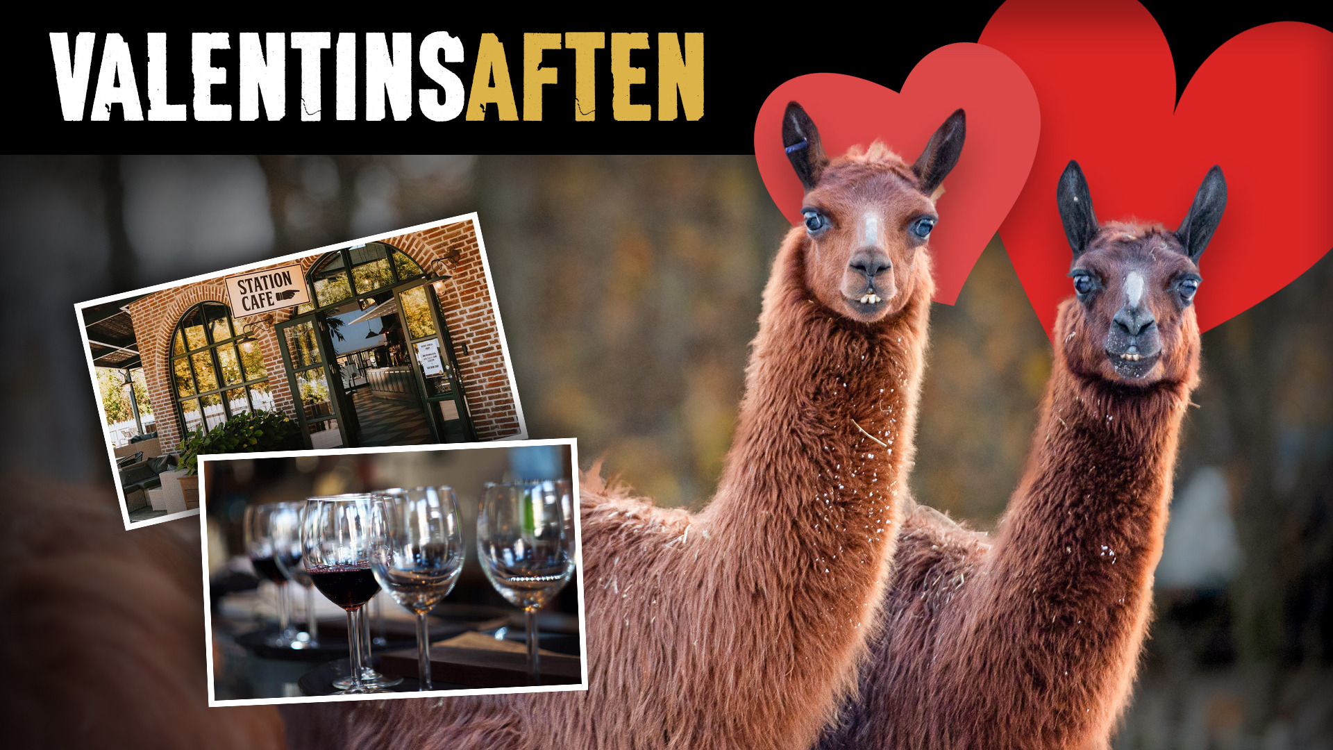 Romantisk valentinesaften i Ree Park Safari