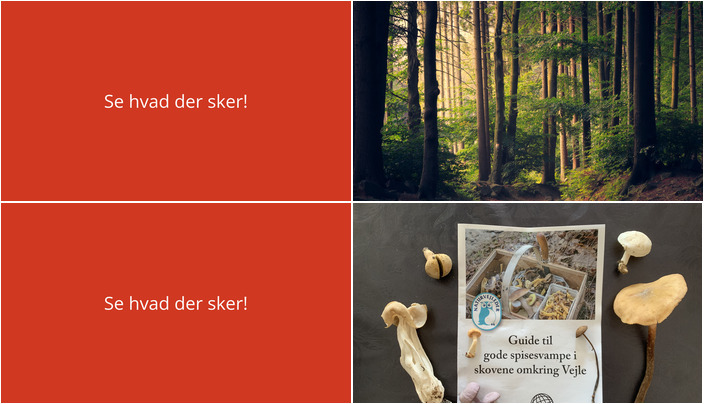 Udforsk naturens skatkammer i Billund denne weekend